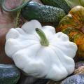 'Patty Pan' Squash