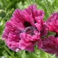 Papaver - Poppies