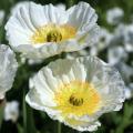 White poppies