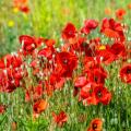 Red poppies