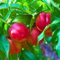 Peach and Nectarine trees