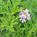 Botanical and collection Pelargoniums