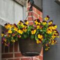 Trailing pansies