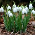 Galanthus - Snowdrop