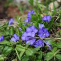 Vinca minor - Lesser periwinkle
