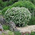 Small evergreen shrubs