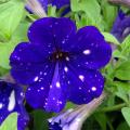 Petunia seeds