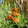 Phlomis - Bushy Jerusalem Sage