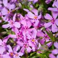 Phlox mousse