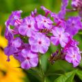 Phlox paniculata - Phlox paniculé