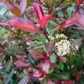 Photinias for hedging