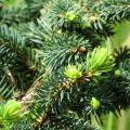 Picea