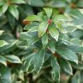 Variegated Pieris - Andromedas