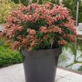 Pieris for pots - Andromedas