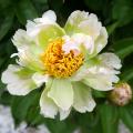 Paeonia - Peonies