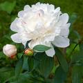 White peonies