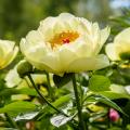 Yellow Peonies