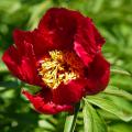 Dwarf Peonies