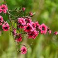 Shade-loving Mediterranean plants