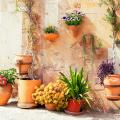 Potted Mediterranean plants