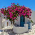 Mediterranean plants