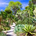 Mediterranean plants A to Z