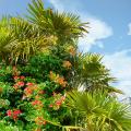 Mediterranean plants by variety