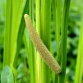 Aquatic plants for 0 to 5 cm of water