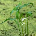 Aquatic plants for 20 to 50 cm of water