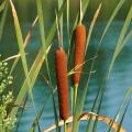 Aquatic plants for 50 to 80 cm of water