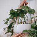 Trailing Houseplants - Hanging Houseplants