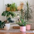 House Plants by variety