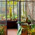 Plantes de véranda