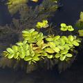 Floating plants