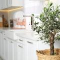 Houseplants for the Kitchen