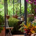 Conservatory plants