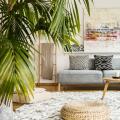 Living room plants