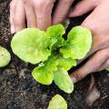 Vegetable plants