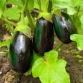 Eggplant plants
