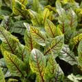 Sorrel plants