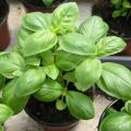 Basil plants