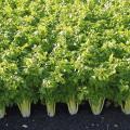Celery plants