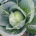 Cabbage plants