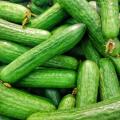 Cucumber plants