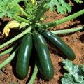 Courgette plants