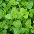 Marjoram oregano plants