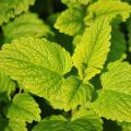 Mint plants