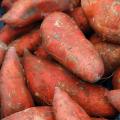 Sweet potato plants