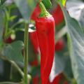 Chilli and pepper plants