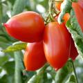 Medium tomato plants